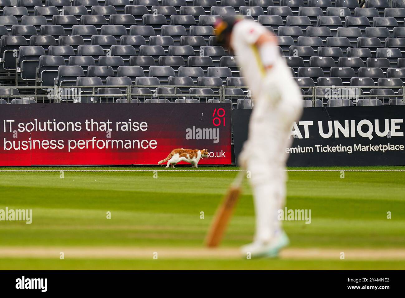 Bristol, Vereinigtes Königreich, 19. September 2024. Während des Spiels der Vitality County Championship Division 2 zwischen Gloucestershire und Sussex spaziert eine Katze am Rande des Spielfeldes. Quelle: Robbie Stephenson/Gloucestershire Cricket/Alamy Live News Stockfoto