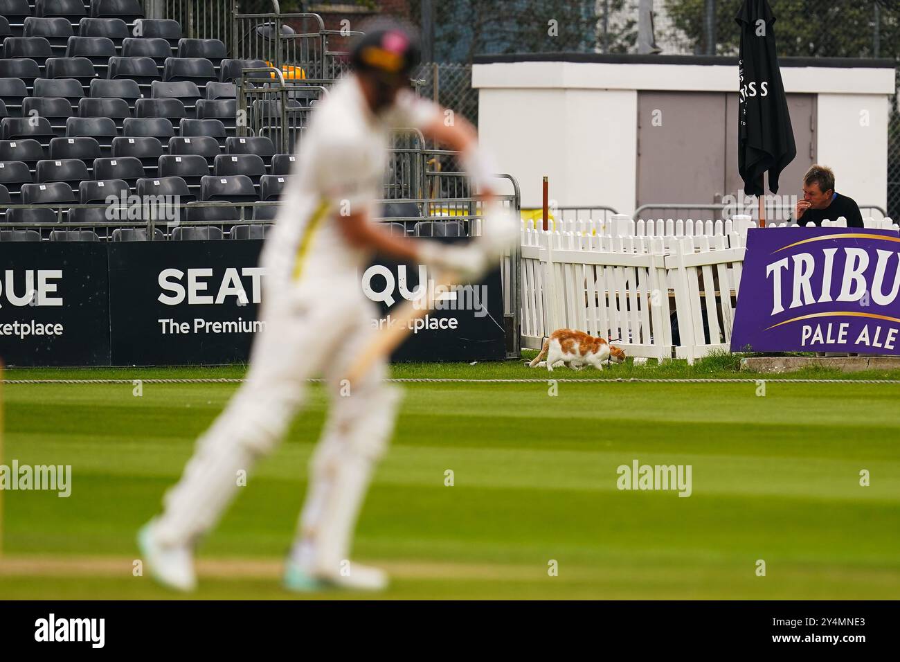Bristol, Vereinigtes Königreich, 19. September 2024. Während des Spiels der Vitality County Championship Division 2 zwischen Gloucestershire und Sussex spaziert eine Katze am Rande des Spielfeldes. Quelle: Robbie Stephenson/Gloucestershire Cricket/Alamy Live News Stockfoto
