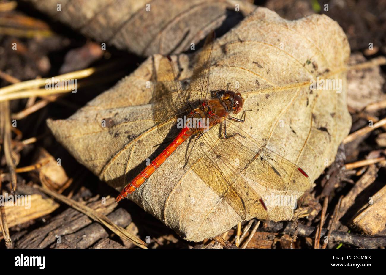 Die Common Darter ist die häufigste der Libellen in vielen Teilen Großbritanniens und liegt oft im Sonnenlicht auf dem Boden. Stockfoto