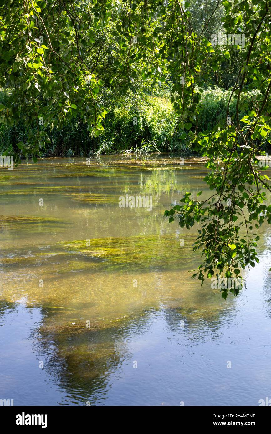 Fluss Nadder am Stadtrand von Salisbury, Wiltshire, England Stockfoto