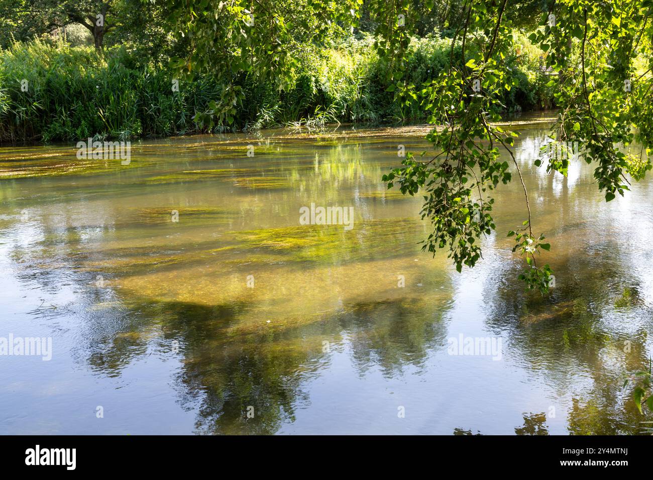 Fluss Nadder am Stadtrand von Salisbury, Wiltshire, England Stockfoto