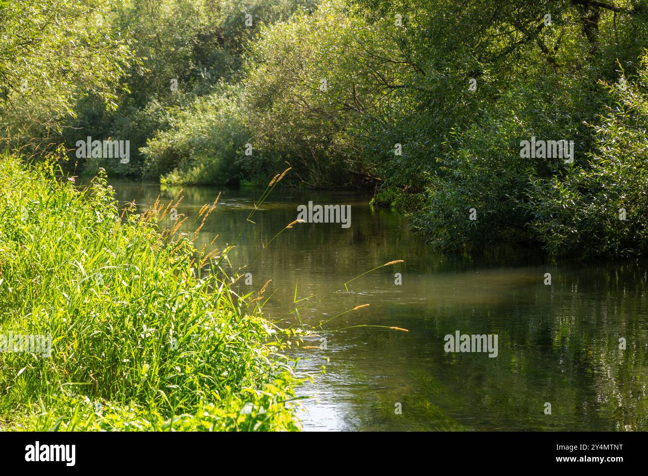Fluss Nadder am Stadtrand von Salisbury, Wiltshire, England Stockfoto