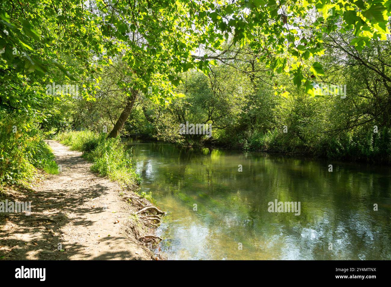 Fluss Nadder am Stadtrand von Salisbury, Wiltshire, England Stockfoto