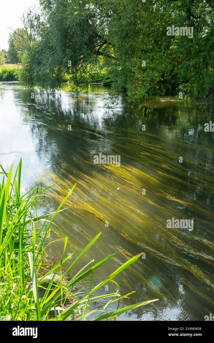 Fluss Nadder am Stadtrand von Salisbury, Wiltshire, England Stockfoto