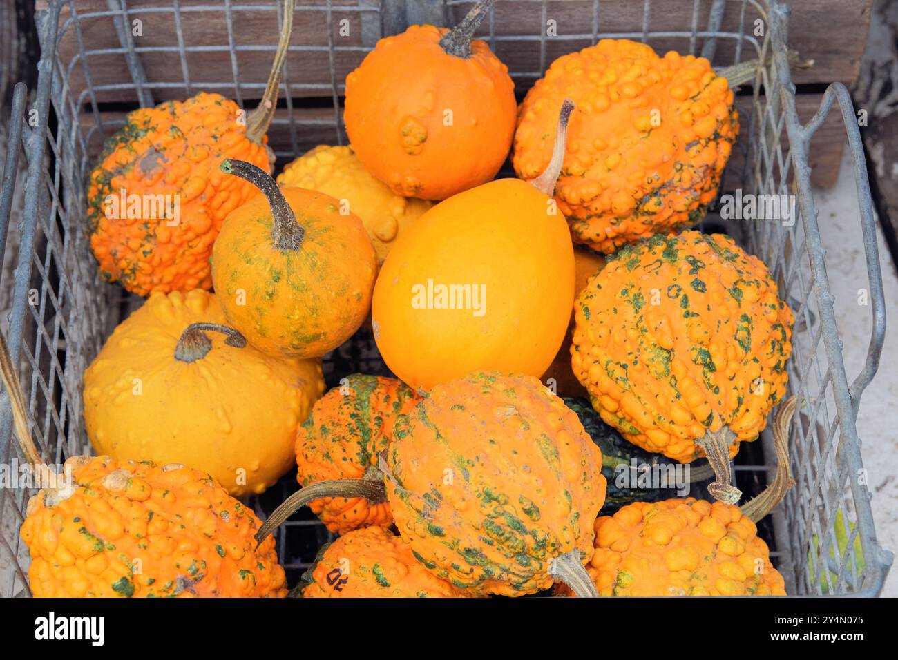 Dekorative Kürbisse werden auf dem lokalen Markt verkauft. Thanksgiving-Dekor mit Kürbissen im Garten. Kürbisse mit ländlicher Einrichtung auf Heuhaufen. Halloween-Symbol Stockfoto