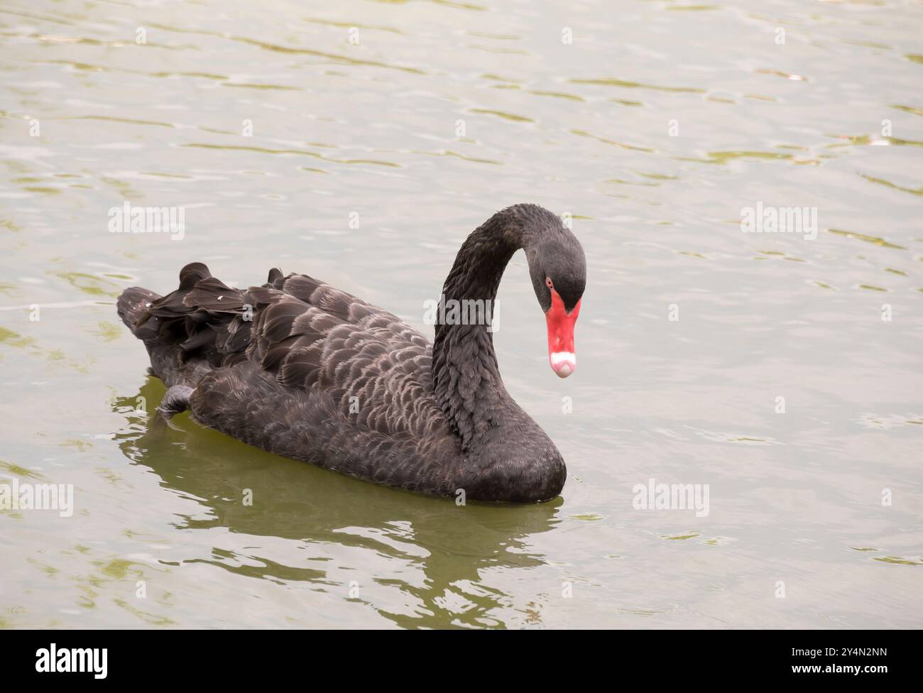 Schwarzer Schwan in einem Teich Stockfoto