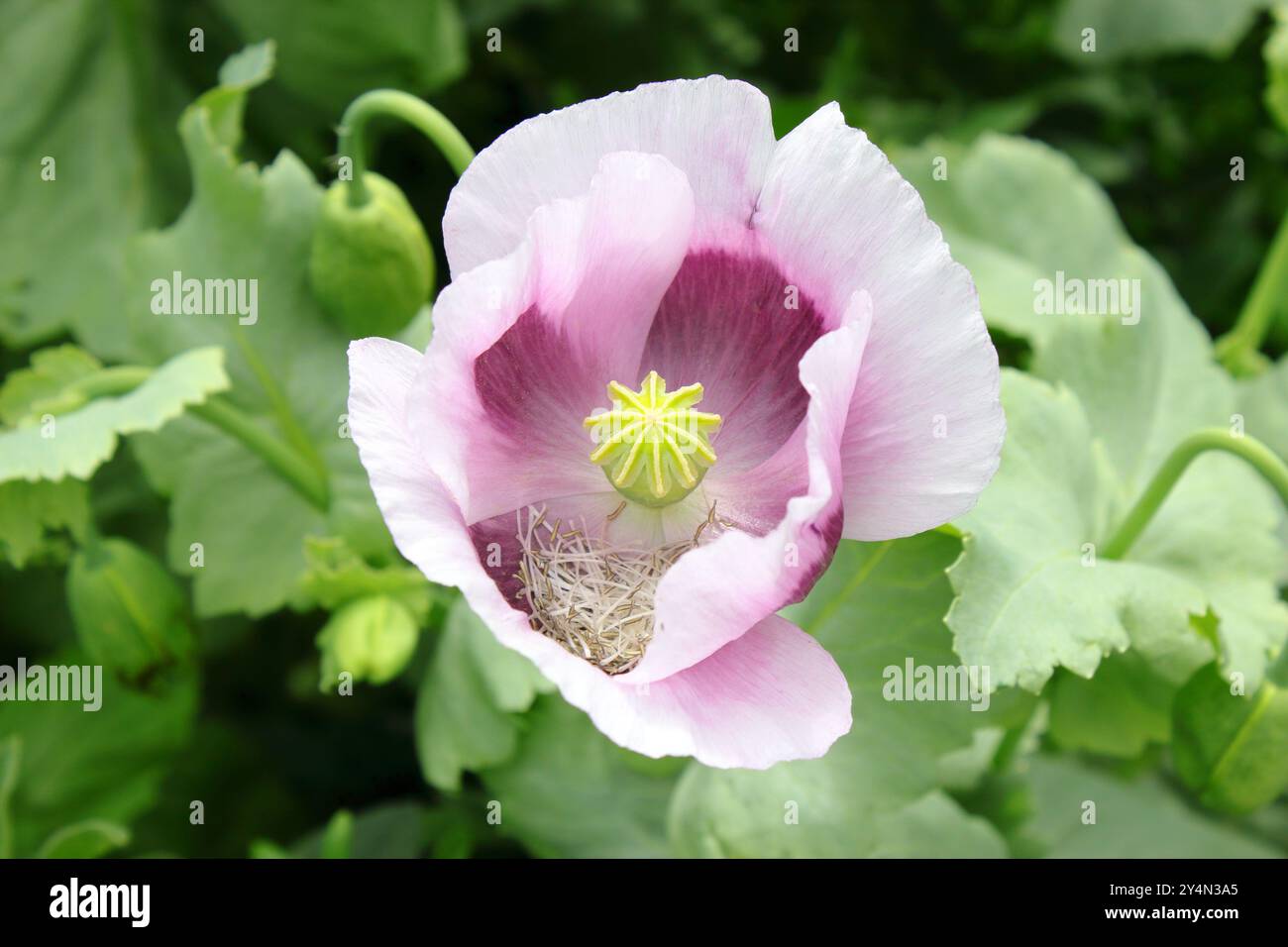 Nahaufnahme eines Papavers, einer weißen, rosa und lila Mohnblume in einem Garten in Schottland, dessen Staubblätter auf den Blütenblättern in BG Poppy Buds&Leaves liegen Stockfoto