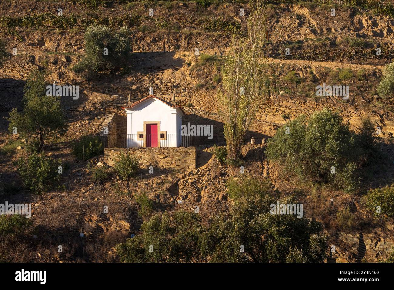 Kleine Kapelle auf den Terrassen am Ufer des Flusses Douro zwischen Peso da Régua und Pinhão in Portugal. Stockfoto