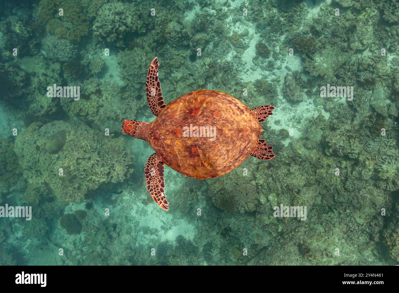 Grüne Schildkröte mit leuchtend orange braunen Muscheln, von oben gesehen, schwimmend über dem Riff Stockfoto