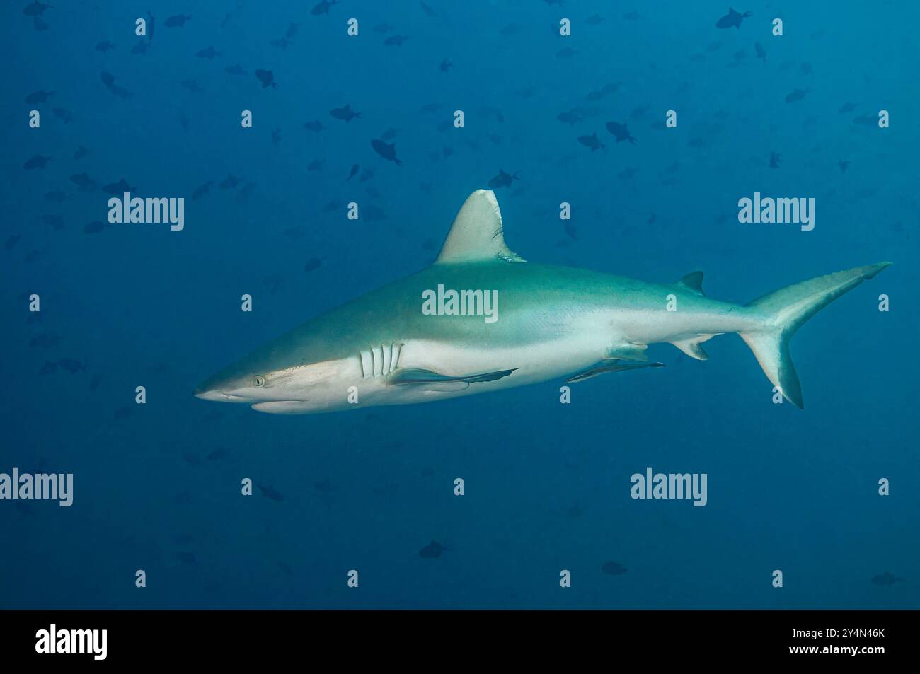 Reifer grauer Riffhai, der im Blau fährt Stockfoto