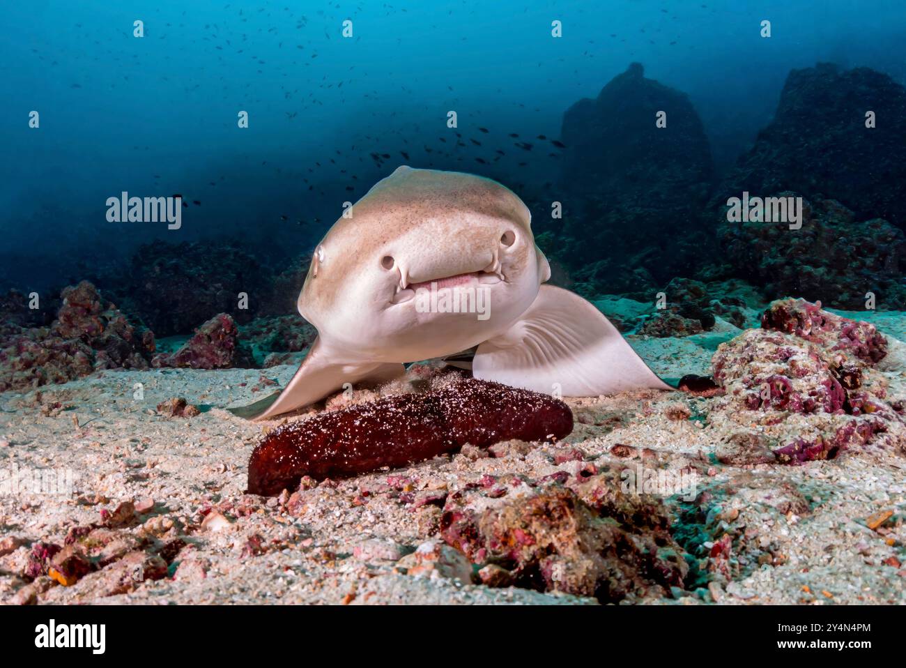 Zebrahai ruhen auf dem Meeresboden Stockfoto
