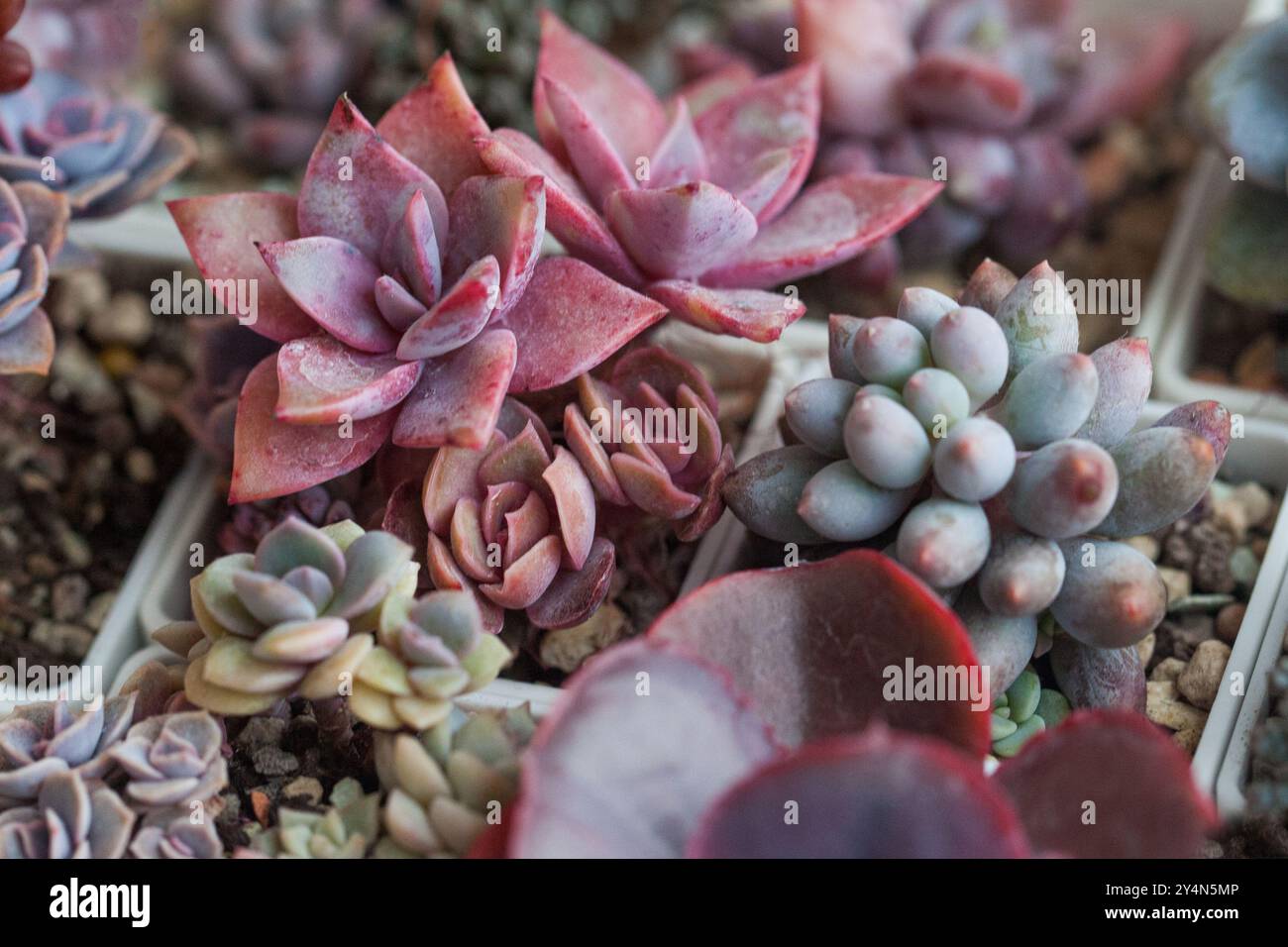 Sukkulente Hauspflanzenhintergründe. Bunte saftige Pflanzenblume in Töpfen Stockfoto