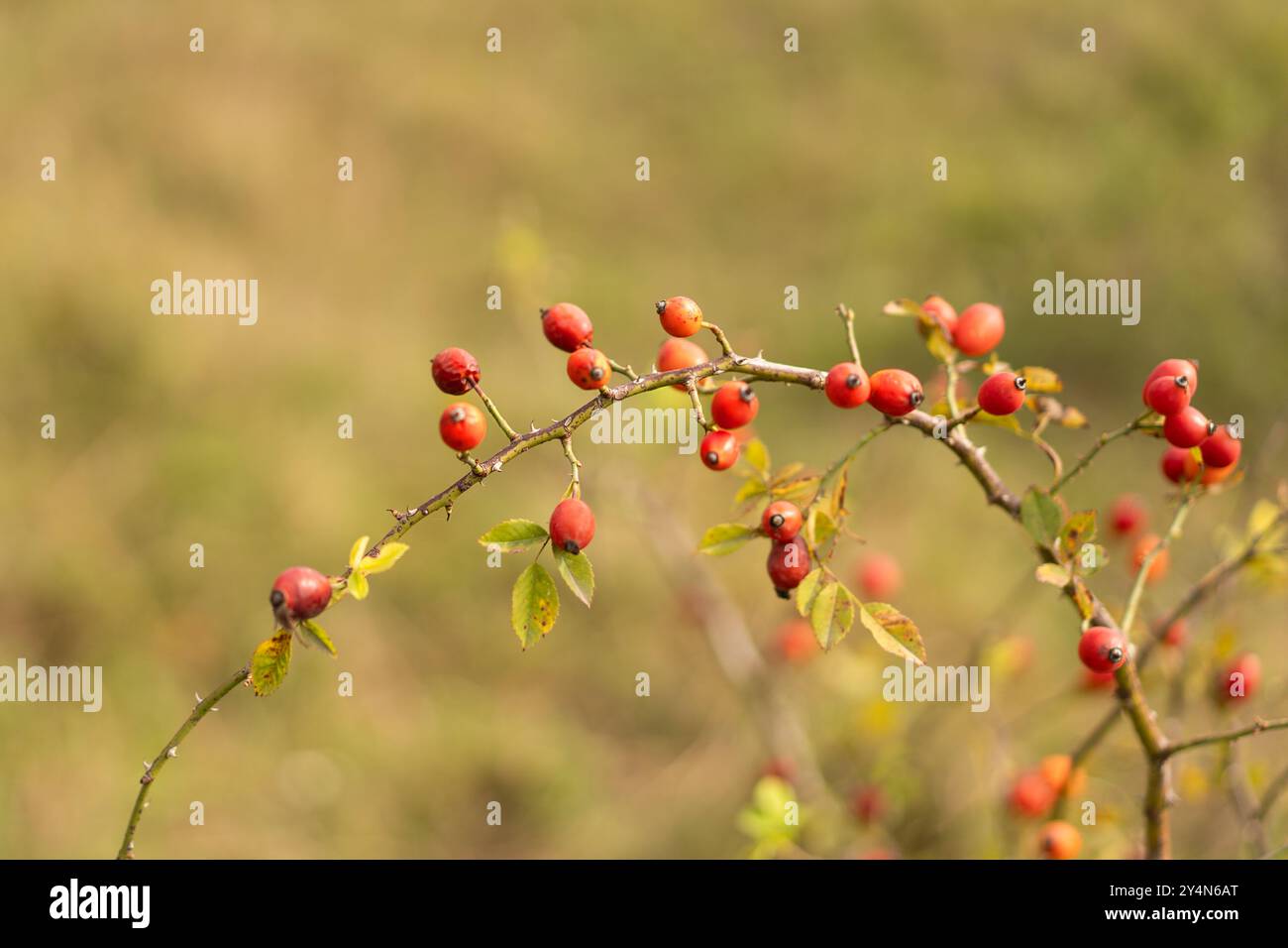 Eine Nahaufnahme reifer Rosenhüften, die auf einem Ast wachsen Stockfoto