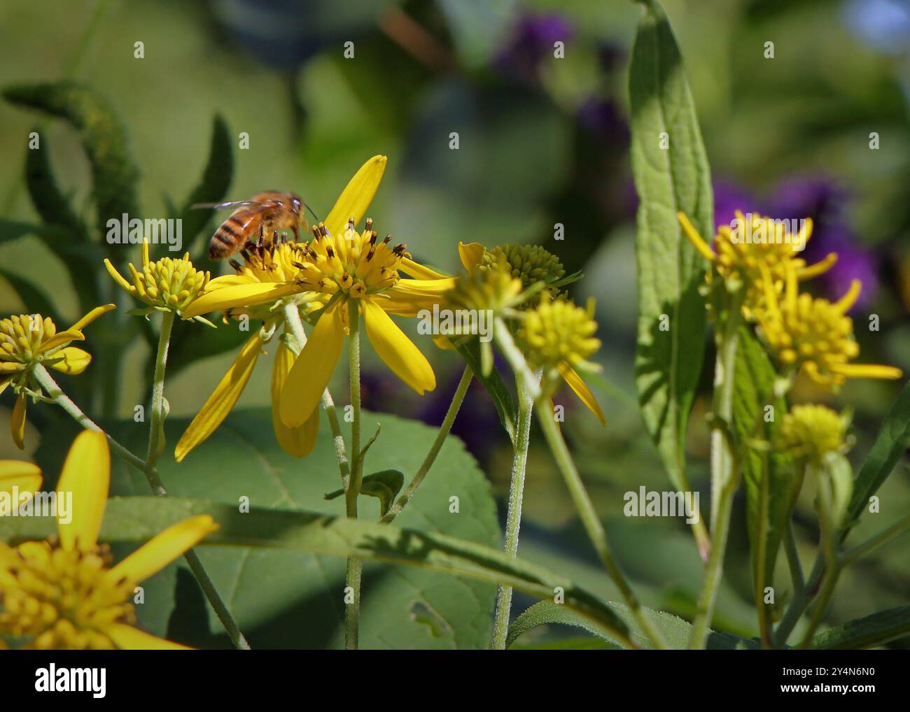 Nahaufnahme einer Honigbiene, die auf einer gelben Blume sitzt Stockfoto