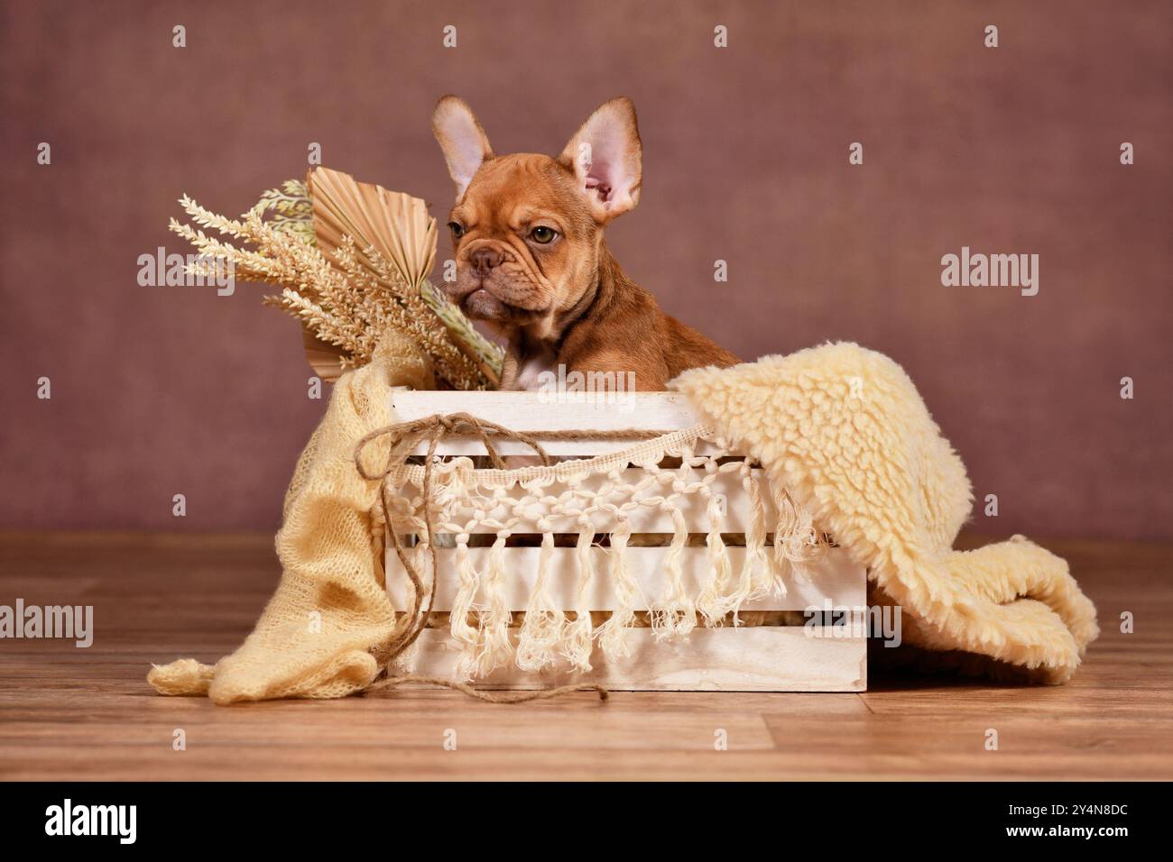 Mocca Red Sable französischer Bulldog Hund Welpe in weißer Box mit natürlicher Boho Stil Dekoration vor braunem Hintergrund Stockfoto