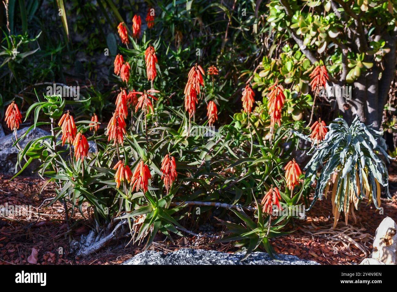 Blühende Aloe (Aloe Vera), saftige Pflanzen mit Orangenblüten, in den St. Martin Gärten, Monaco Ville, Fürstentum Monaco Stockfoto