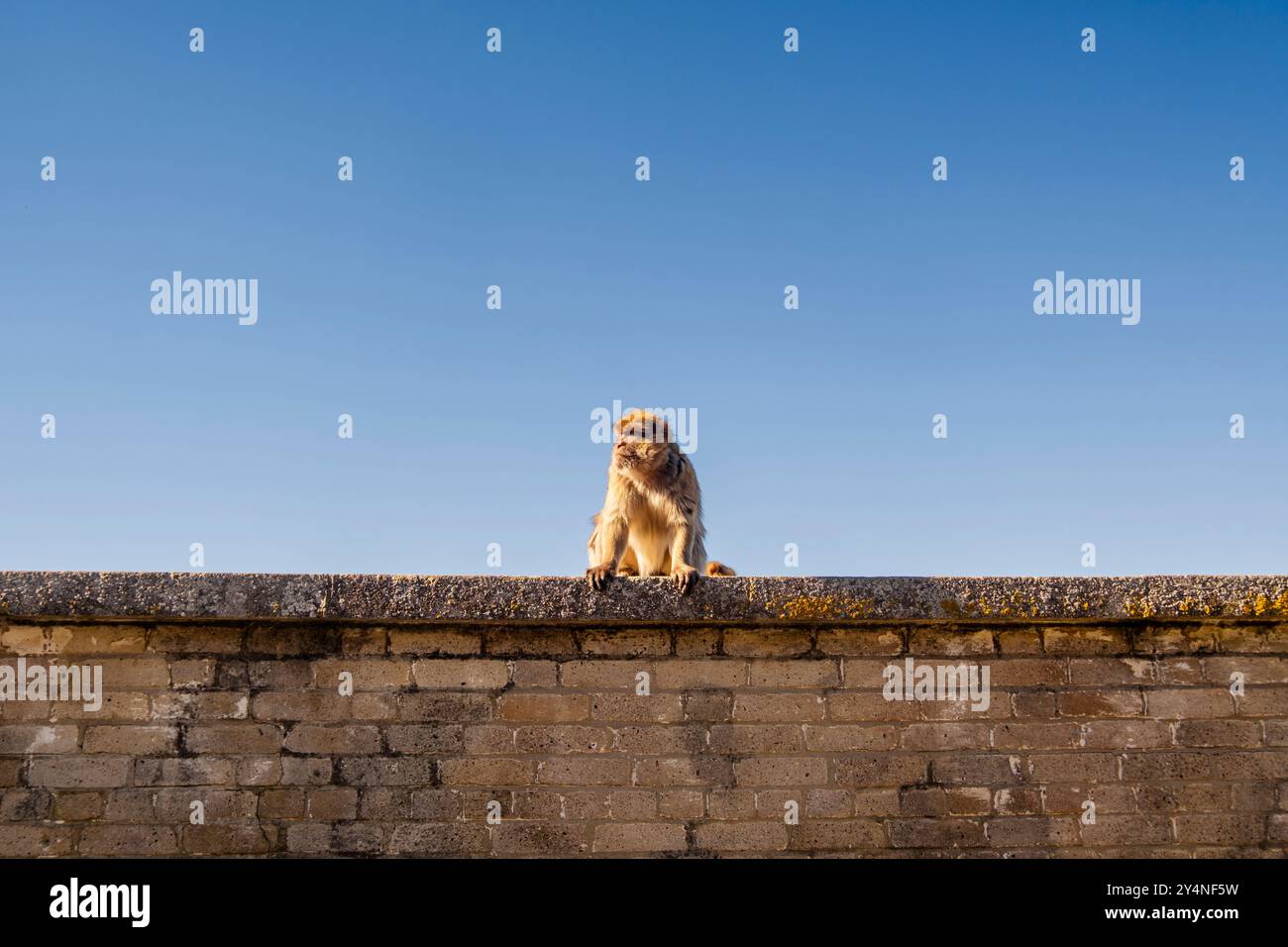 Wunderschöner Blick auf den Affen vom Gibraltar Skywalk im Süden Spaniens, Großbritannien Stockfoto