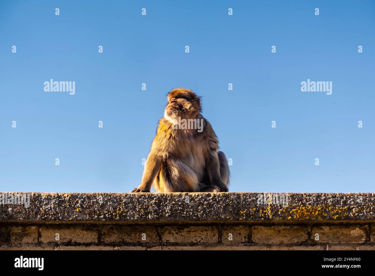 Wunderschöner Blick auf den Affen vom Gibraltar Skywalk im Süden Spaniens, Großbritannien Stockfoto