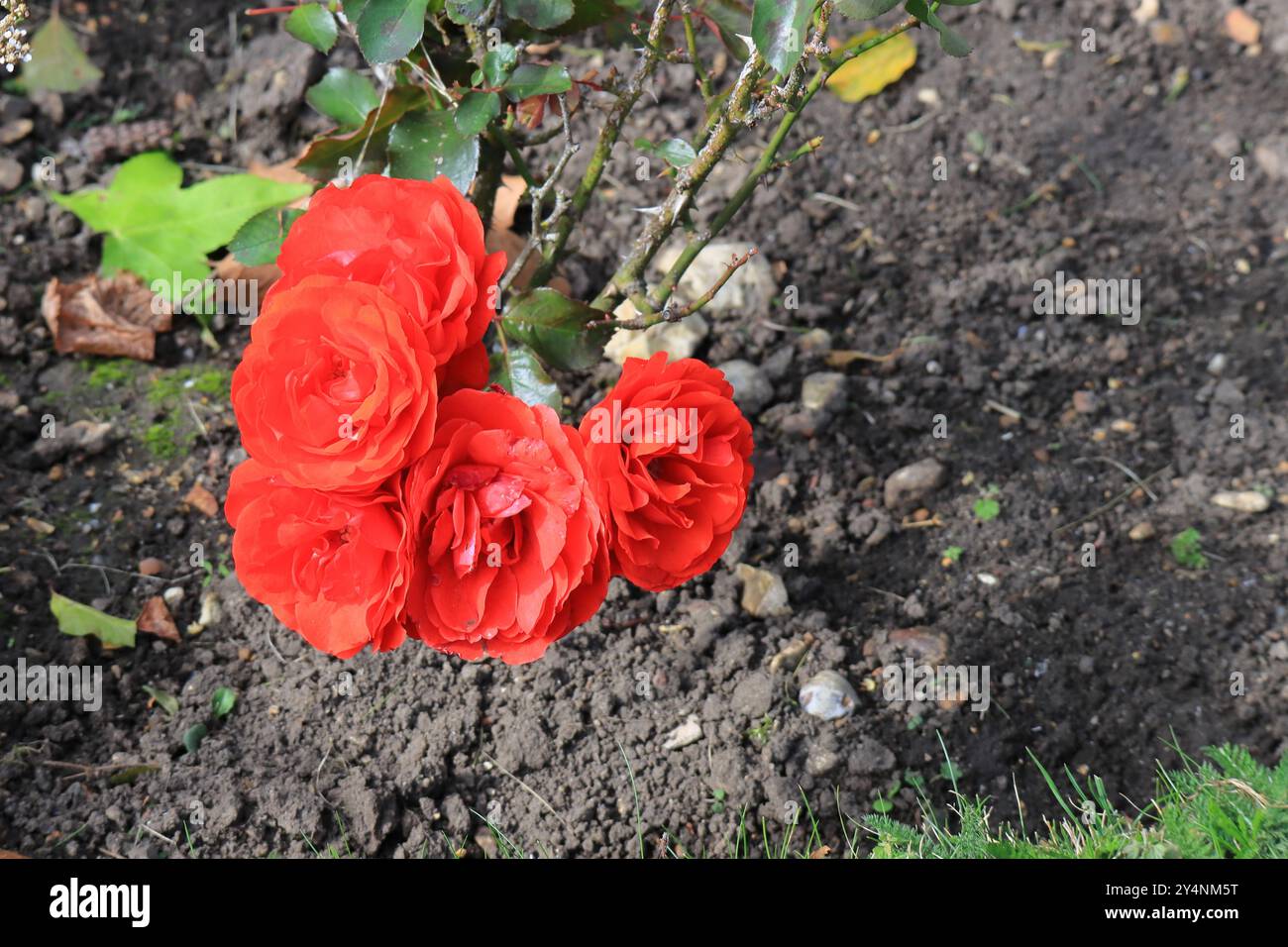 Gosport, Hampshire, England. 13. September 2024. Eine Gruppe von mehreren roten Rosen. Dieses Foto ist eines einer Serie, die ich kürzlich bei einem Besuch des Royal Navy Cemetery Haslar während der Gosport Heritage Open Days gemacht habe. In dieser Auswahl sind einige Fotos enthalten, die ich auf dem Weg zu und weg von der Veranstaltung gemacht habe, als ich zu Fuß war. Stockfoto