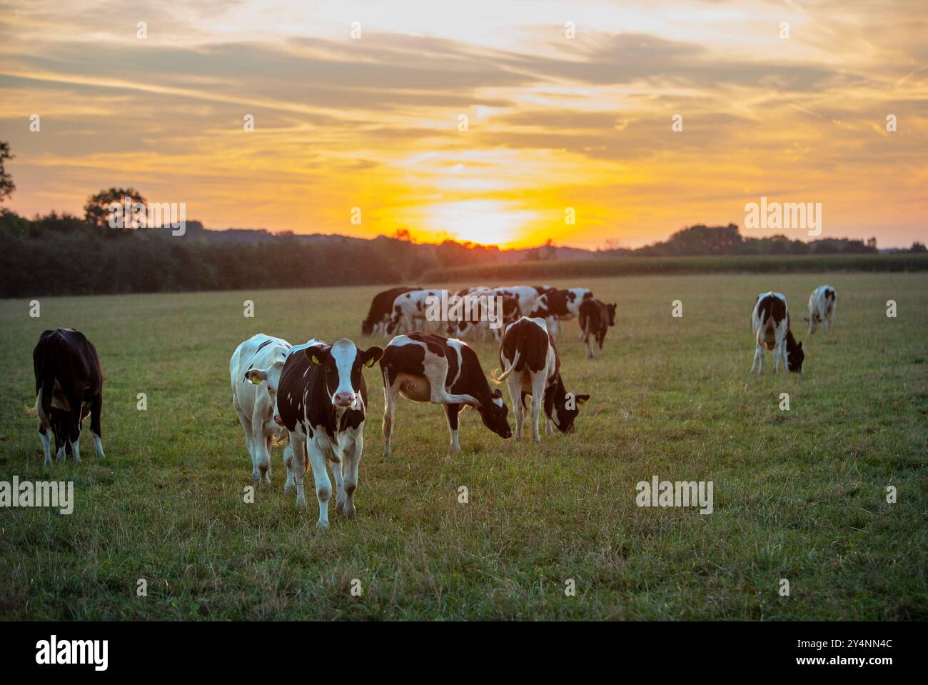 Junge schwarz-weiß gefleckte Kühe auf der niederländischen Wiese in der Nähe des Flusses maas in limburg während des farbenfrohen Sonnenuntergangs Stockfoto