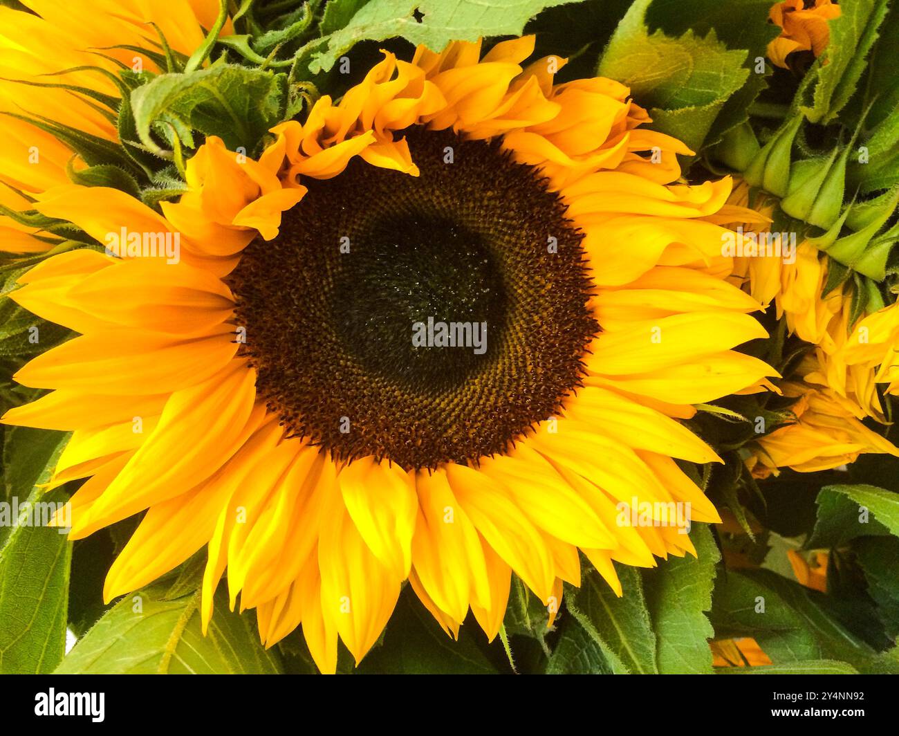 Ein paar Sonnenblumen zum Verkauf auf dem freitagmarkt in der Stadt. Maastricht, Niederlande. Stockfoto