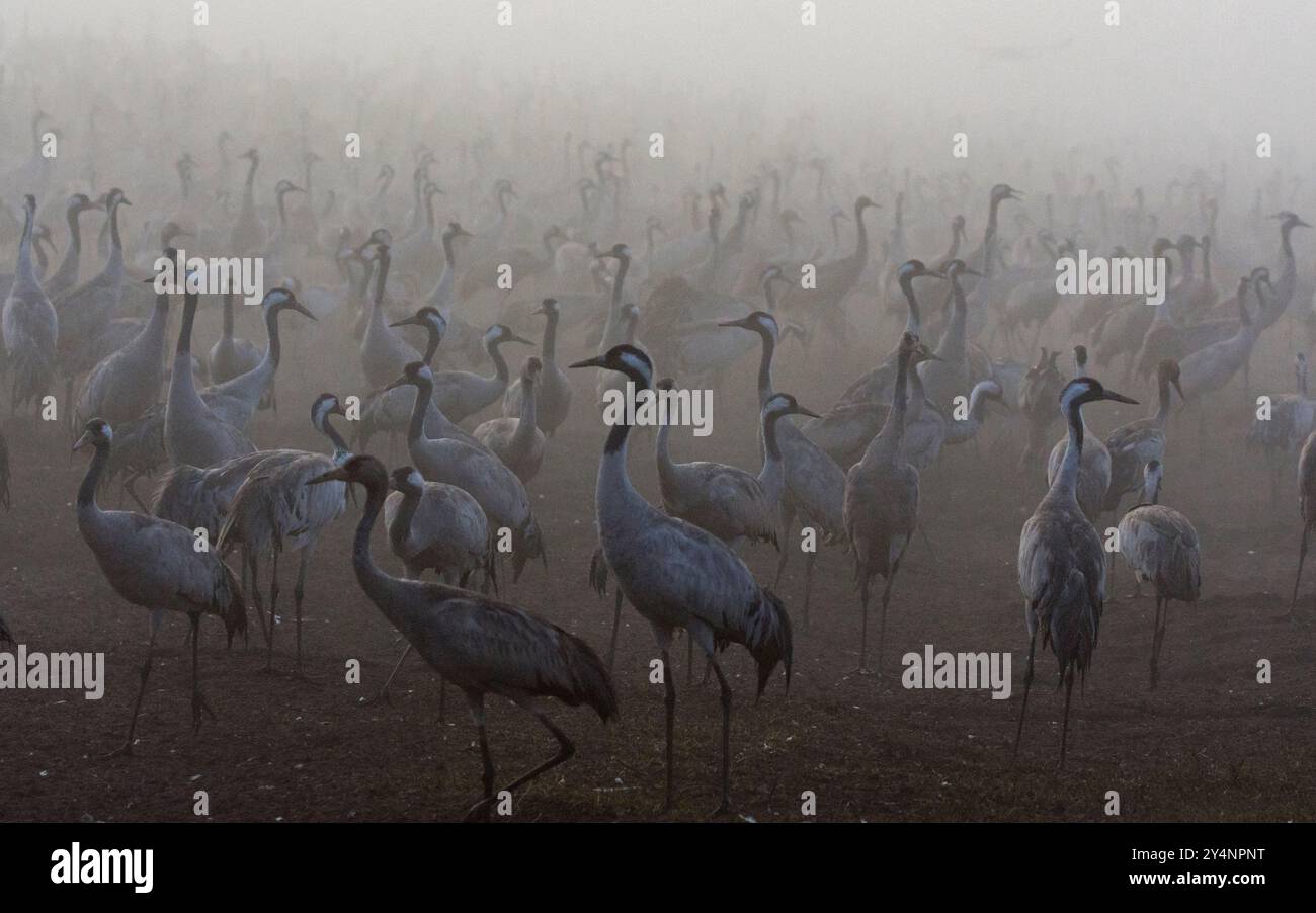 Kraniche an Einem nebeligen Wintermorgen Stockfoto