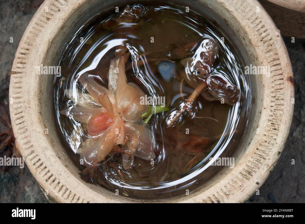 Vadodara, Gujarat / Indien - 10. Juli 2012 : Eine Blume im Topf in der Monsunsaison. Stockfoto