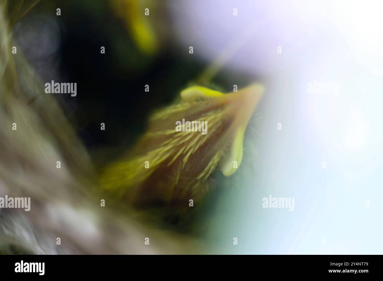 Vadodara, Gujarat / Indien - 17. August 2012: Der Blick auf den jungen Schneidervogel im Nest. Stockfoto