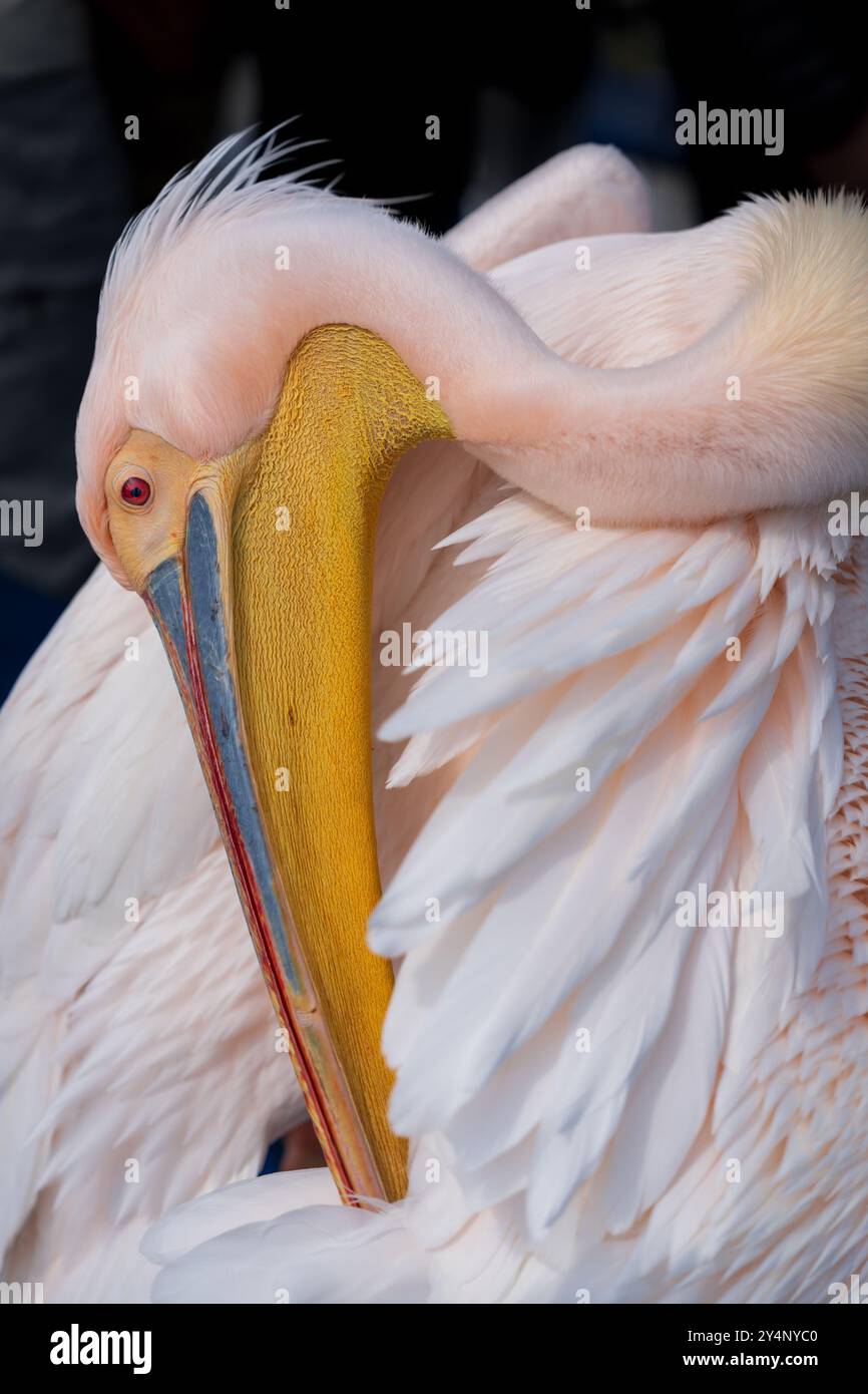 Aus nächster Nähe sehen Sie einen großen weißen Pelikan, der sich nach hinten beugt, um seine Federn im Sonnenschein vor der Küste von Swakopmund in Namibia zu reinigen Stockfoto