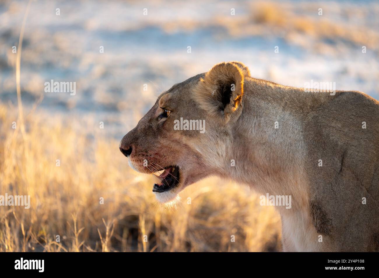 Ein Nahprofil einer mächtigen Löwin, die im Etosha-Nationalpark, Namibia, auf dem Grasland spaziert, während die Sonne hinter ihr untergeht Stockfoto