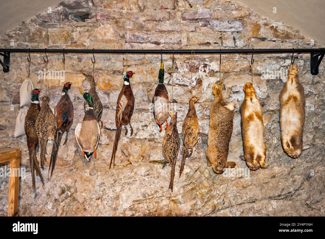 Kaninchen, Fasane, Wildenten im Küchenkammer, Schloss Stara Lubowna in Spis, Westkarpaten, Region Presov, Slowakei Stockfoto