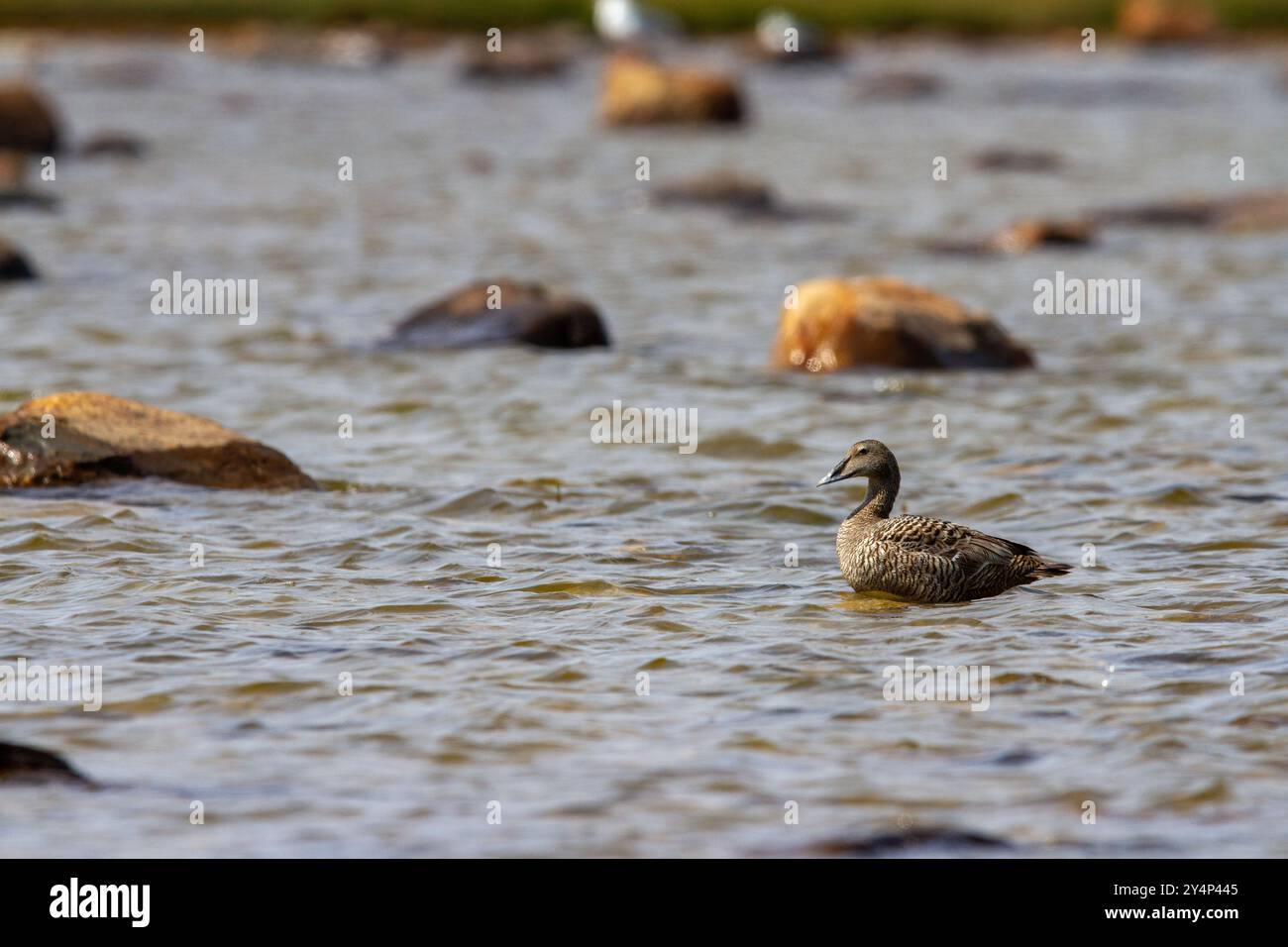 Weibliche Eiderente, Somateria mollisssima, stehend auf einem Felsen in flachem Wasser, in der Nähe von Arviat Nunavut Kanada. Stockfoto