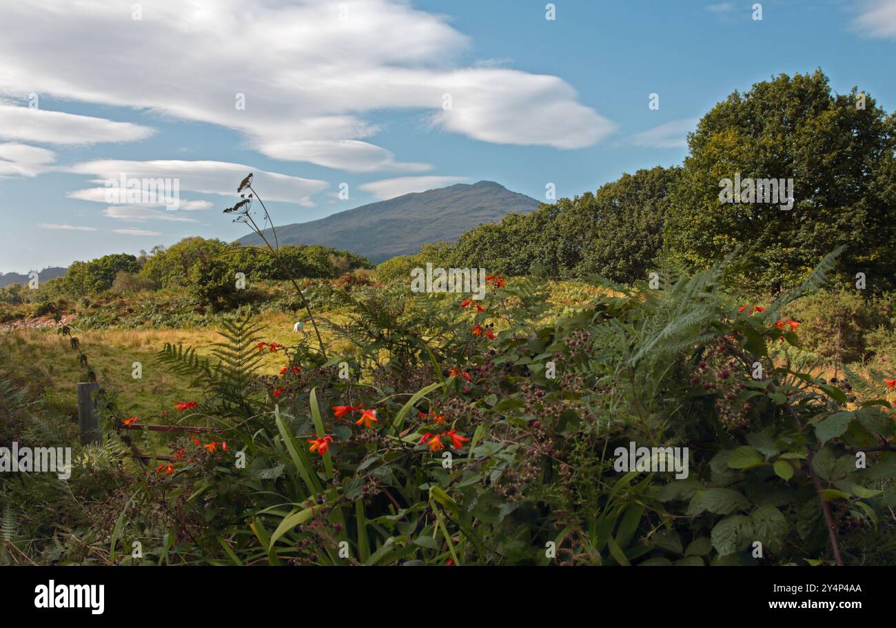 Snodwonia (Eryri), Nordwales Stockfoto