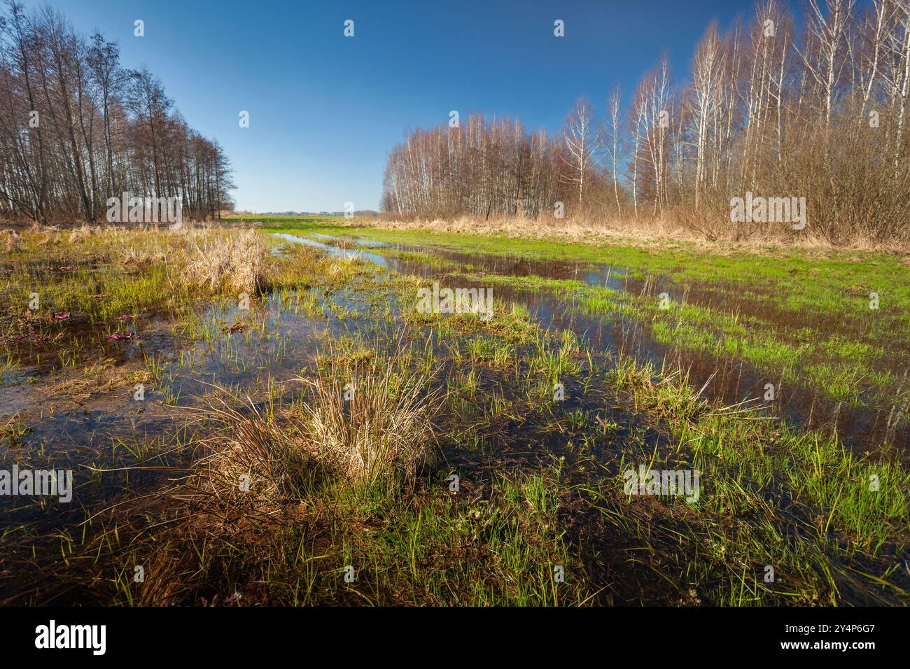 Ein Blick auf eine überflutete Wiese an einem klaren Tag, Zarzecze, Ostpolen Stockfoto