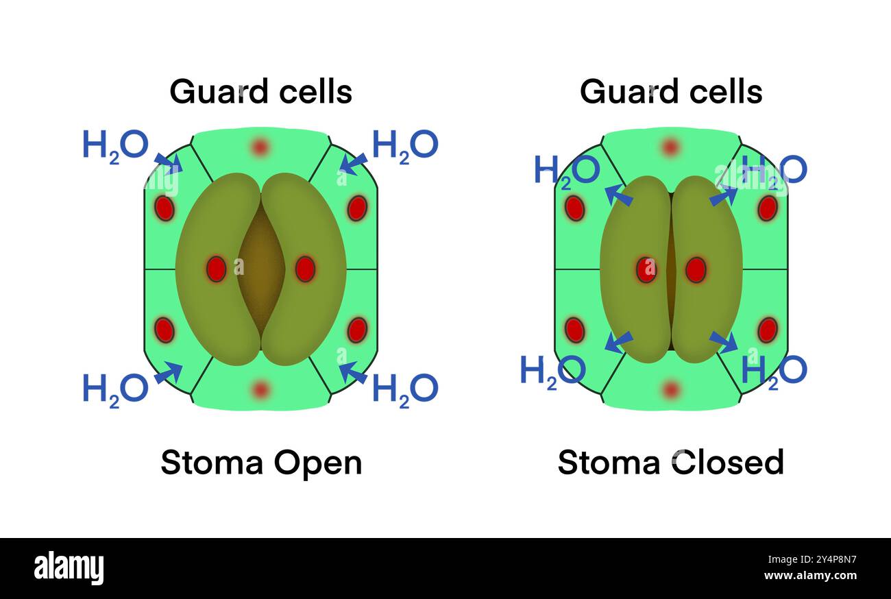 Schutzzellen, Stomaverschluss und Stomaöffnung, mikroskopische Aufnahme von Stomata auf dem Blatt, Transpiration ist der Verlust von Wasserdampf durch Blattstomaten Stockfoto