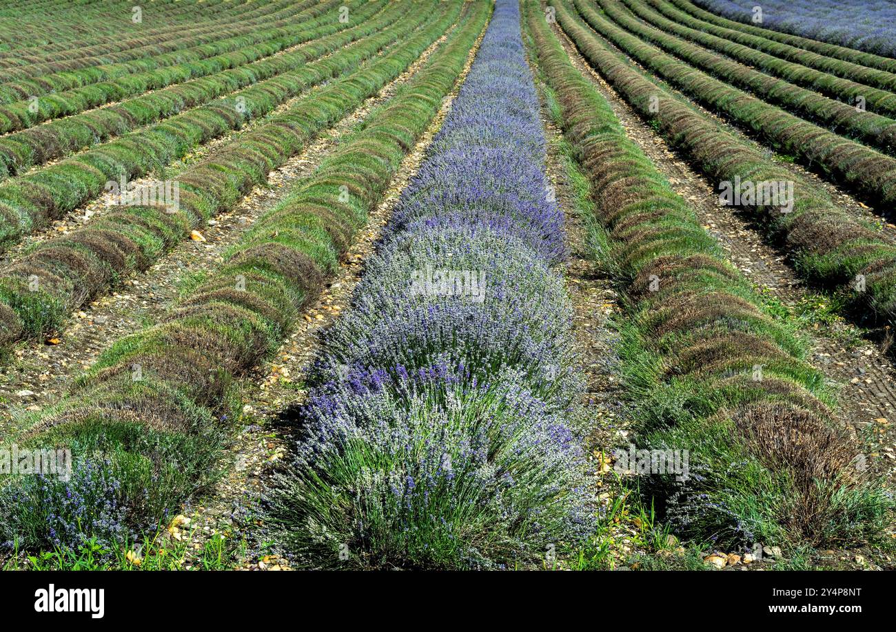 Die Ernte von Lavendelfeldern in voller Blüte unter einem klaren blauen Himmel, mit Reihen von leuchtenden lila Blumen und üppigem Grün auf dem Land Stockfoto