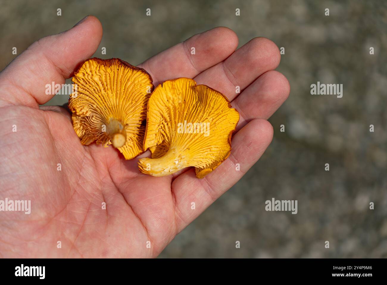 Chanterelles-Pilze finden. Wilde Chanterellen. Pfifferlinge in der Hand ...