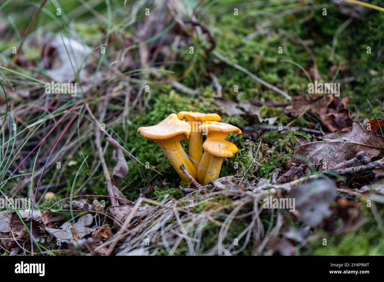Chanterelles-Pilze finden. Wilde Chanterellen. Pfifferlinge in der Hand ...