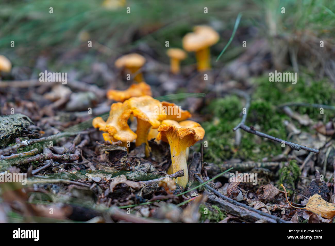 Chanterelles-Pilze finden. Wilde Chanterellen. Pfifferlinge in der Hand ...
