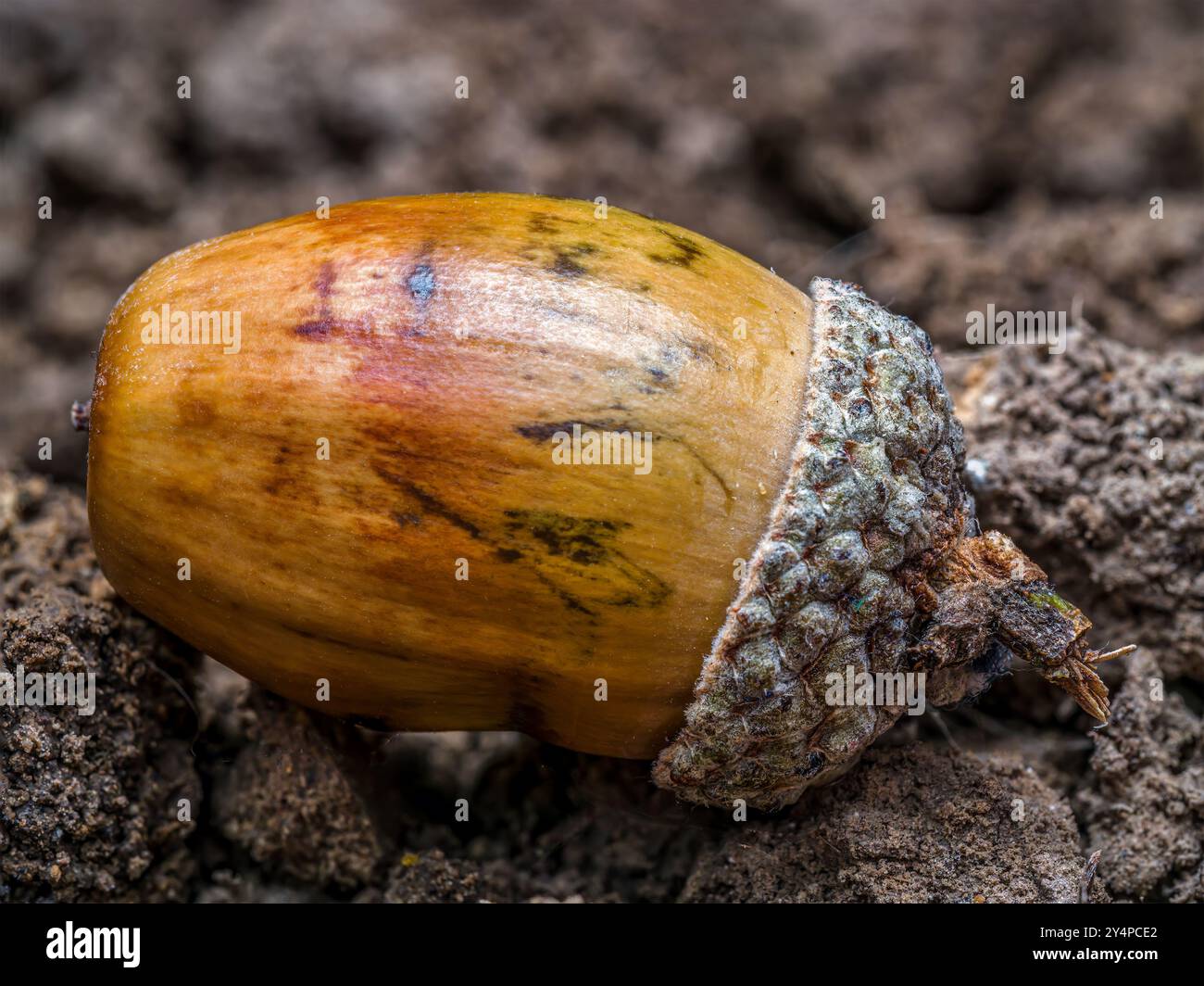 Schuss einer Eichel, die auf einem Boden liegt Stockfoto