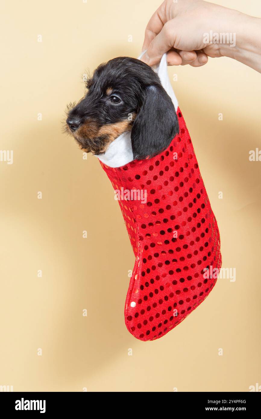 Niedliches schwarzes und braunes Dackelhündchen in einer roten Weihnachtssocke auf beigefarbenem Hintergrund. Neugieriger Ausdruck, gut beleuchtete, lebendige Farben. Hündchen hebt sich von aga ab Stockfoto