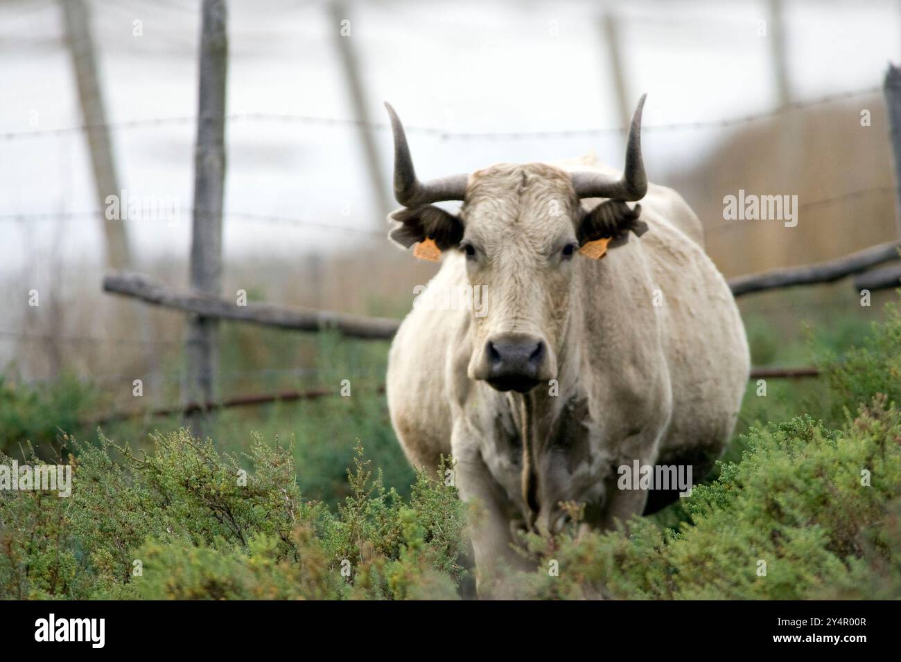 Ganado marismeño pastando en el parque nacional de Doñana, en el término Municipal de Aznalcázar, Sevilla, disfrutando del paisaje Natural. Stockfoto