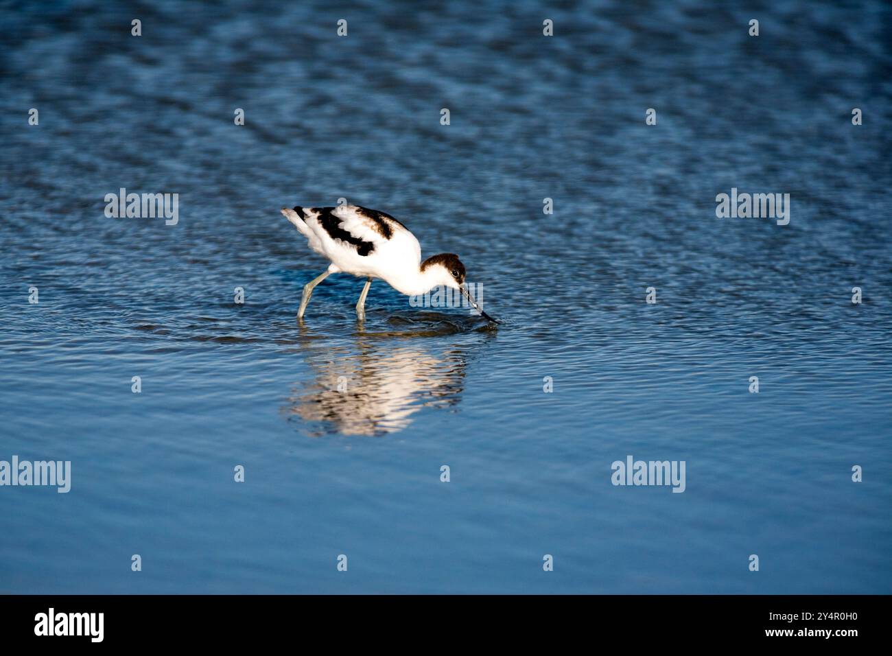 Ein avocet sucht in den ruhigen Gewässern des Doñana-Sumpfgebiets, Cádiz, nach Nahrung und zeigt sein einzigartiges Fütterungsverhalten. Stockfoto