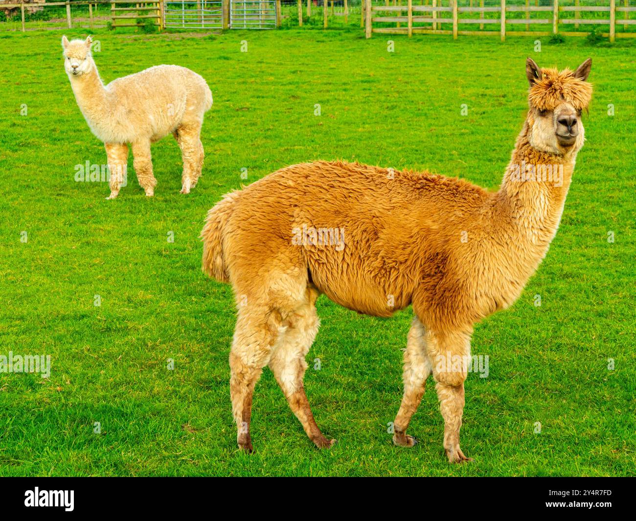 Alpaca (Vicugna pacos), eine Art südamerikanischer Kamelideen, die ursprünglich in den Anden gefunden wurde. Stockfoto