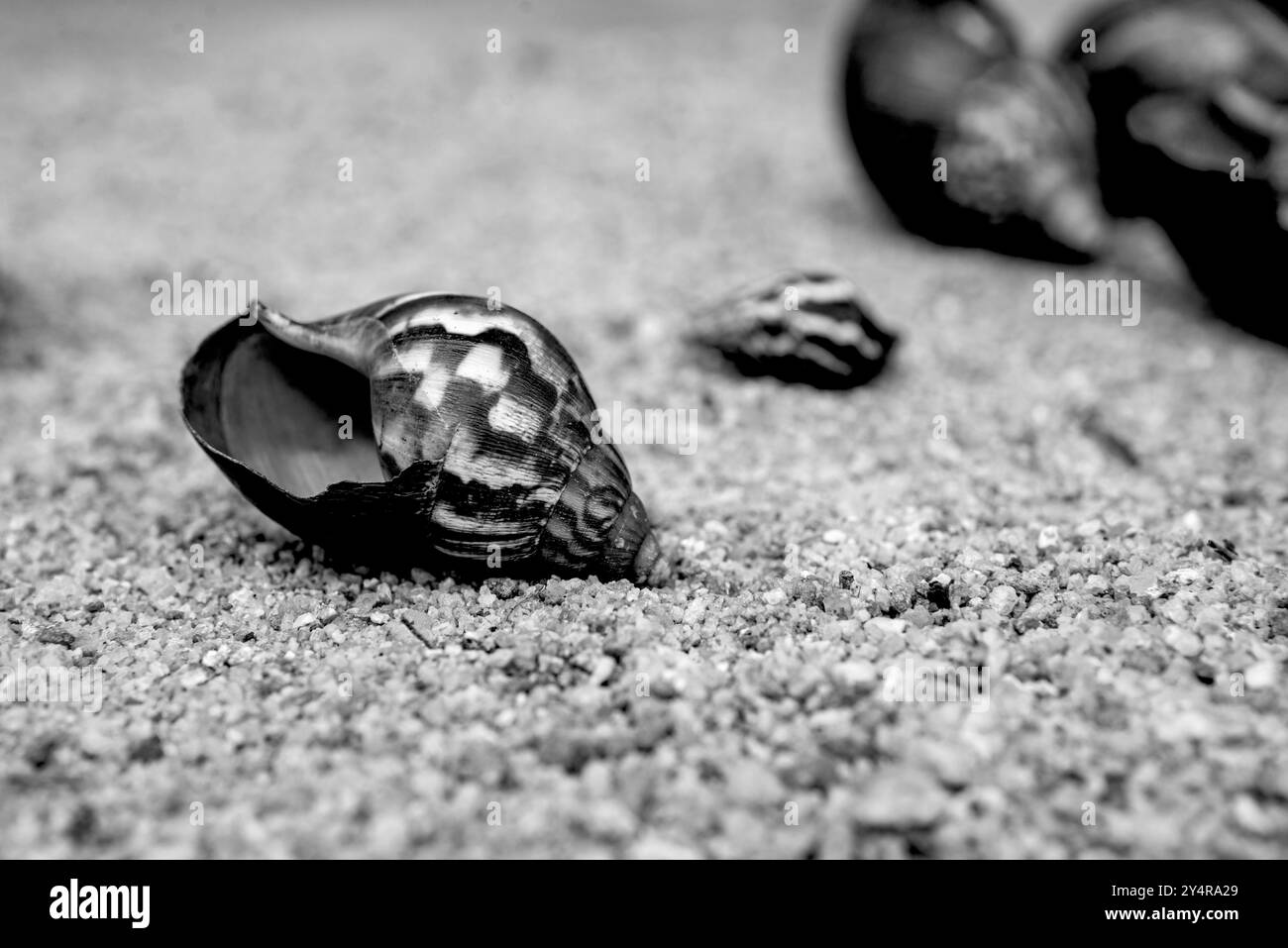 Schneckenschalen auf Sand Stockfoto