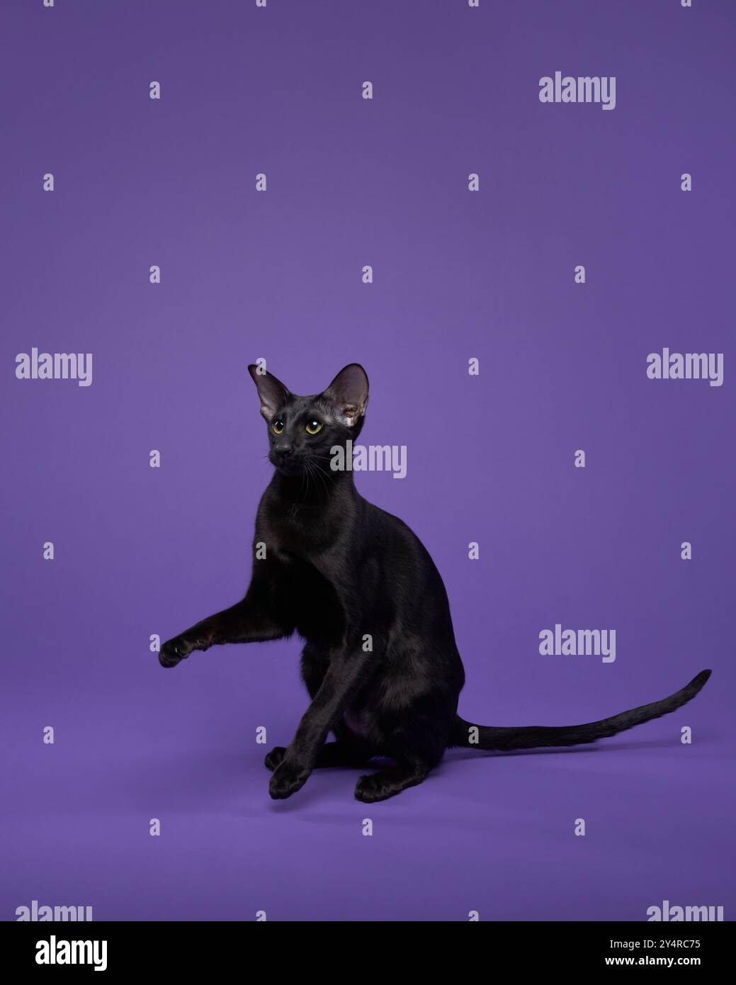 Eine Ebenholz Oriental Kurzhaarkatze hebt spielerisch ihre Pfoten in einem lila Studio-Setting. Die ausgeglichene Haltung und der neugierige Ausdruck sorgen für ein fesselndes Gefühl Stockfoto