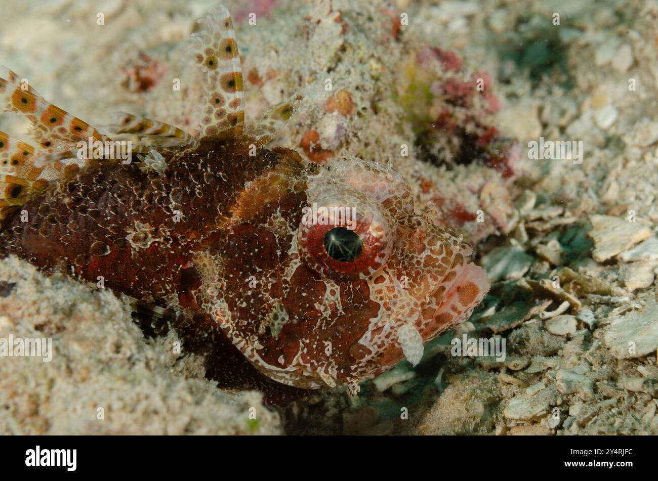 Kurzflossen-Löwenfisch, Dendorochirus brachypterus, Scorpaenidae, Malindi Marine National Park & Reserve, Kenia, Afrika Stockfoto