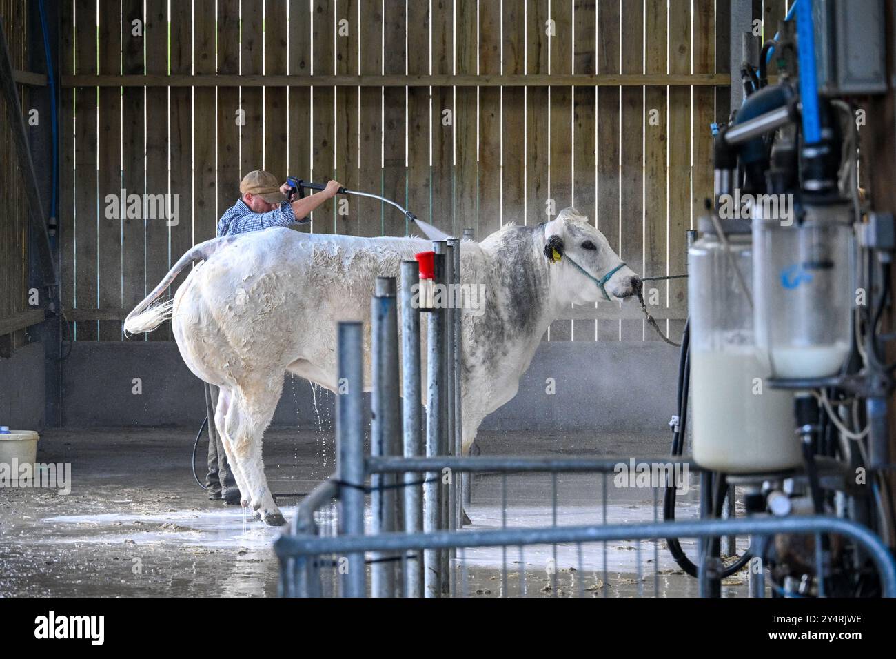 Westmorland County Show Cumbria feiert das Beste im ländlichen Leben, Rinder, Hunde, Schafe, Maschinen und lokale Produkte. Westmorlland County Agricultural Stockfoto