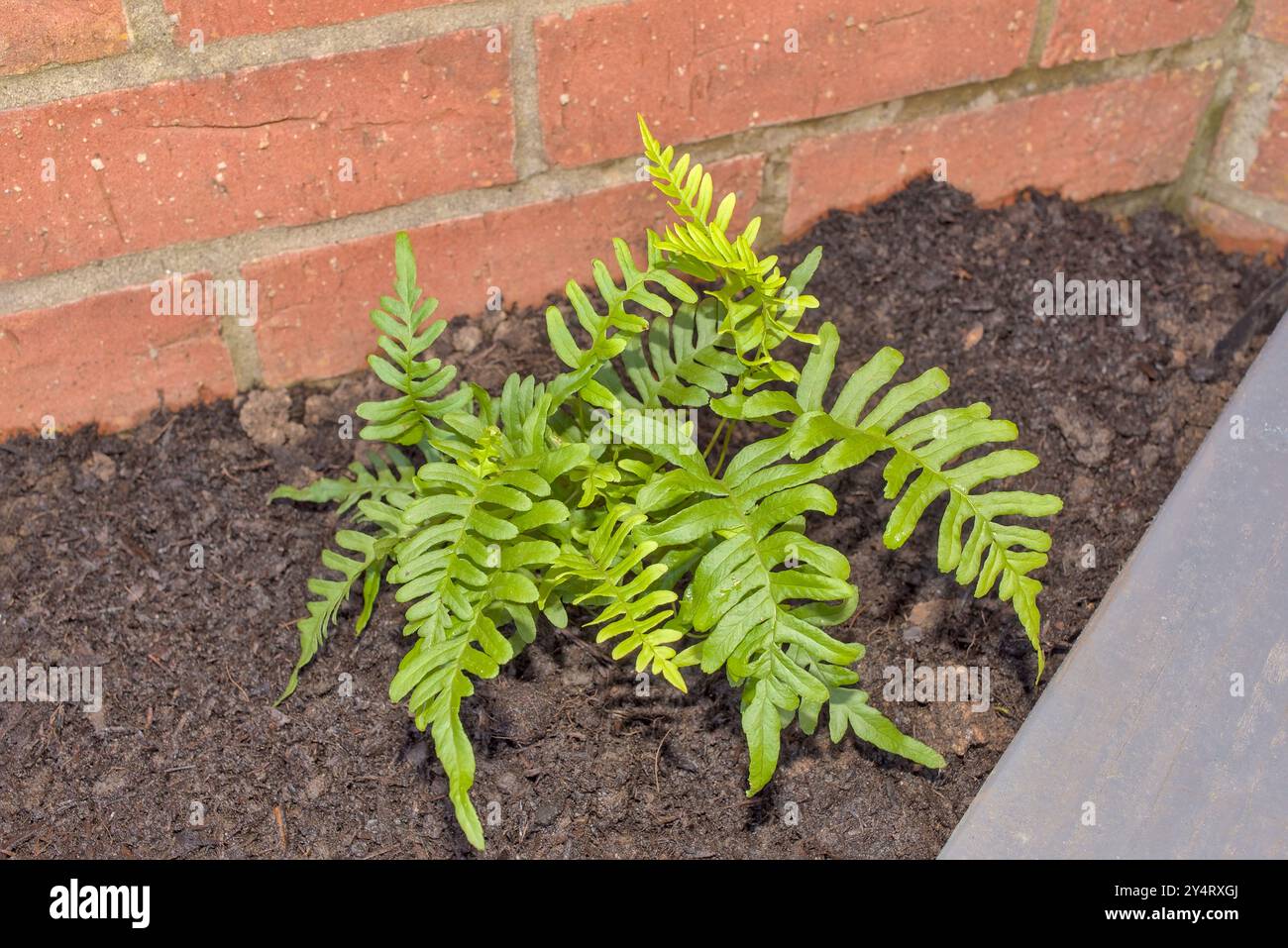 Nahaufnahme eines horizontalen Fotos von Polypodium vulgare Farn an einer Ziegelwand Stockfoto