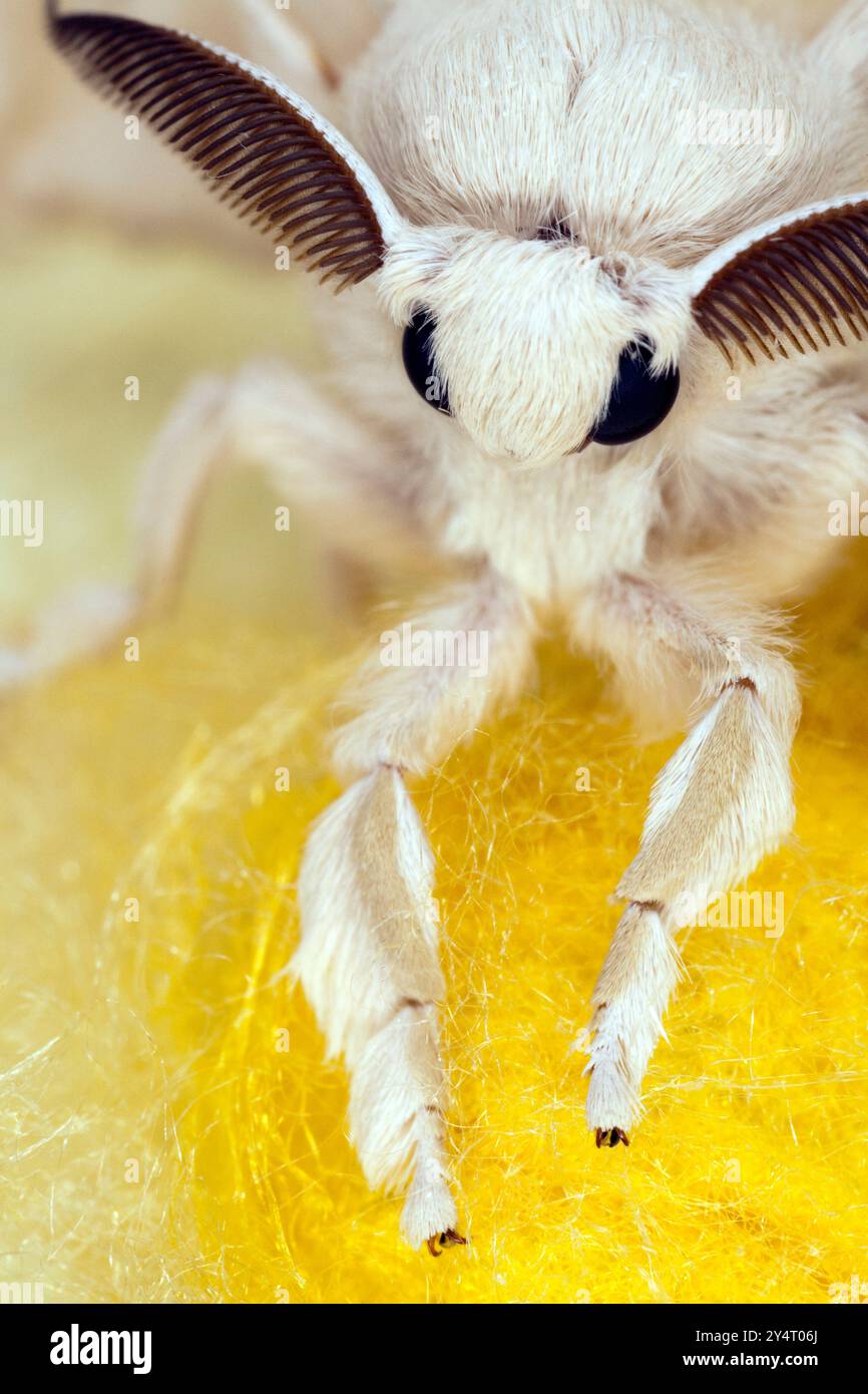 Eine Seidenraupenmotte liegt auf ihrem Kokon und zeigt ihre zarten Merkmale und Texturen in einer ruhigen Umgebung. Stockfoto